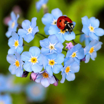 Classic Blue Forget-Me-Not plant