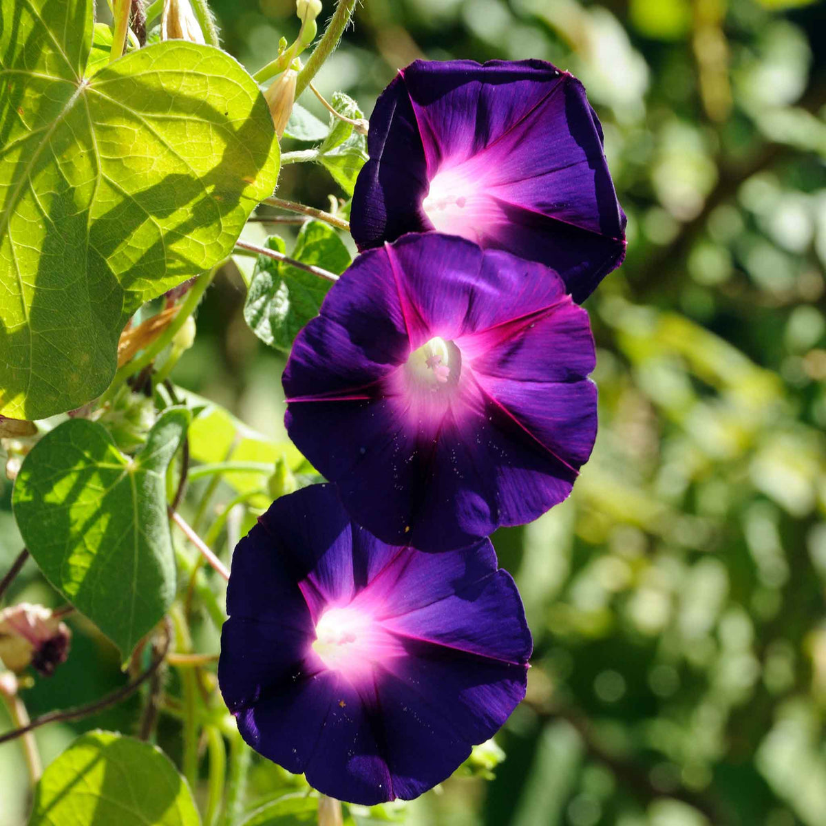 Black Morning Glory plant