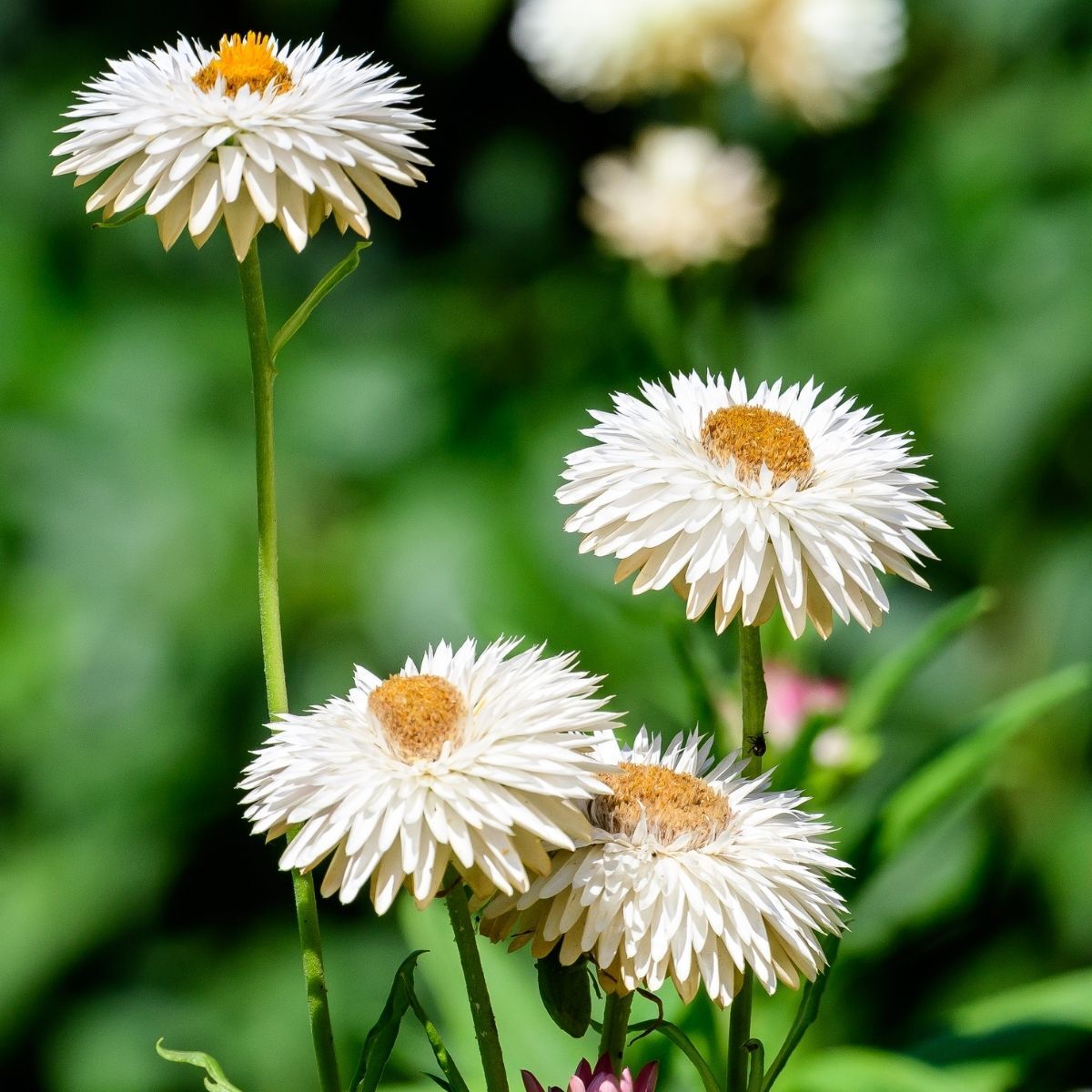 Tolerant Paper Daisy plant