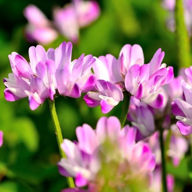 Astragalus Crassicarpus plant