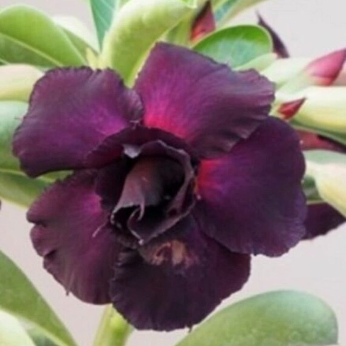 Black Desert Rose plant