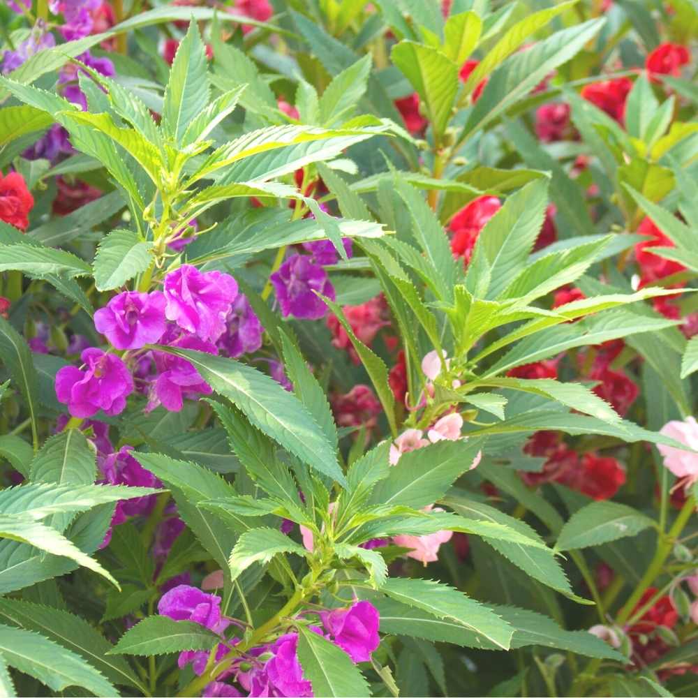 Balsam Impatiens plant