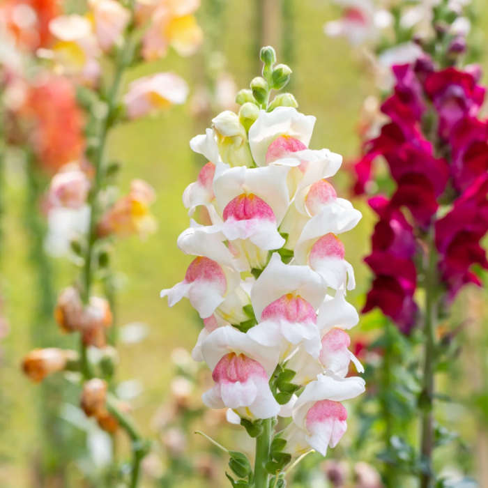 Appleblossom Snapdragon plant
