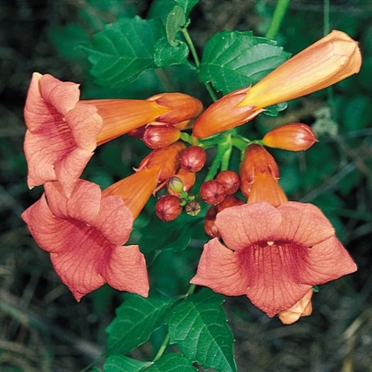 Scarlet Trumpet Vine plant