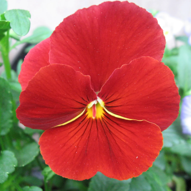 Red Pansy plant