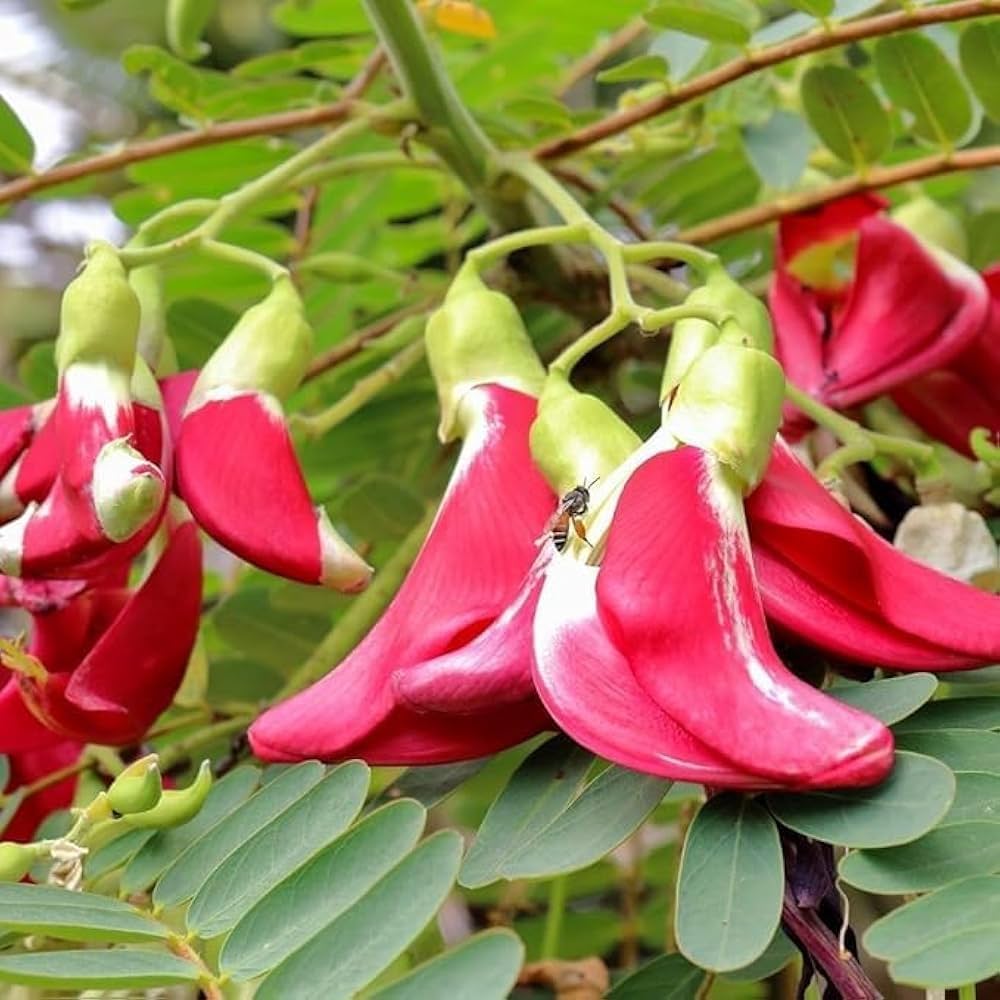 Grandiflora Sesbania plant