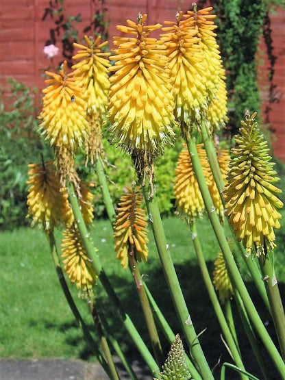 Yellow Hot Poker plant