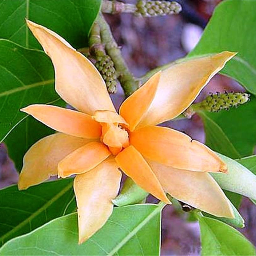 Champaca Magnolia plant