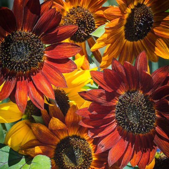 Evening Colors Sunflower plant