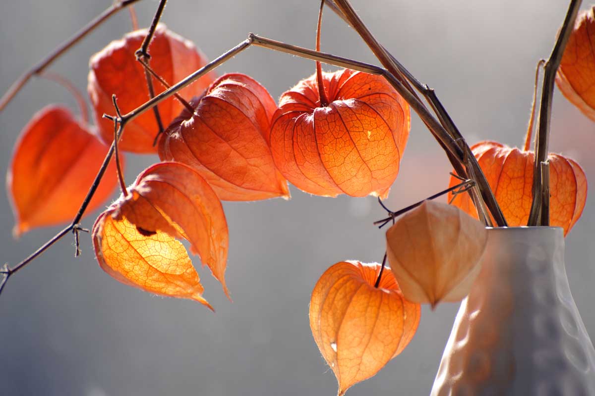 Chinese Lantern Lantern plant