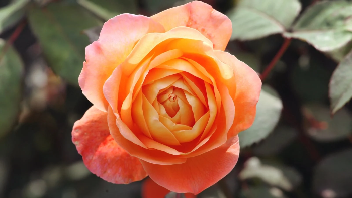 Baby Orange Rose plant
