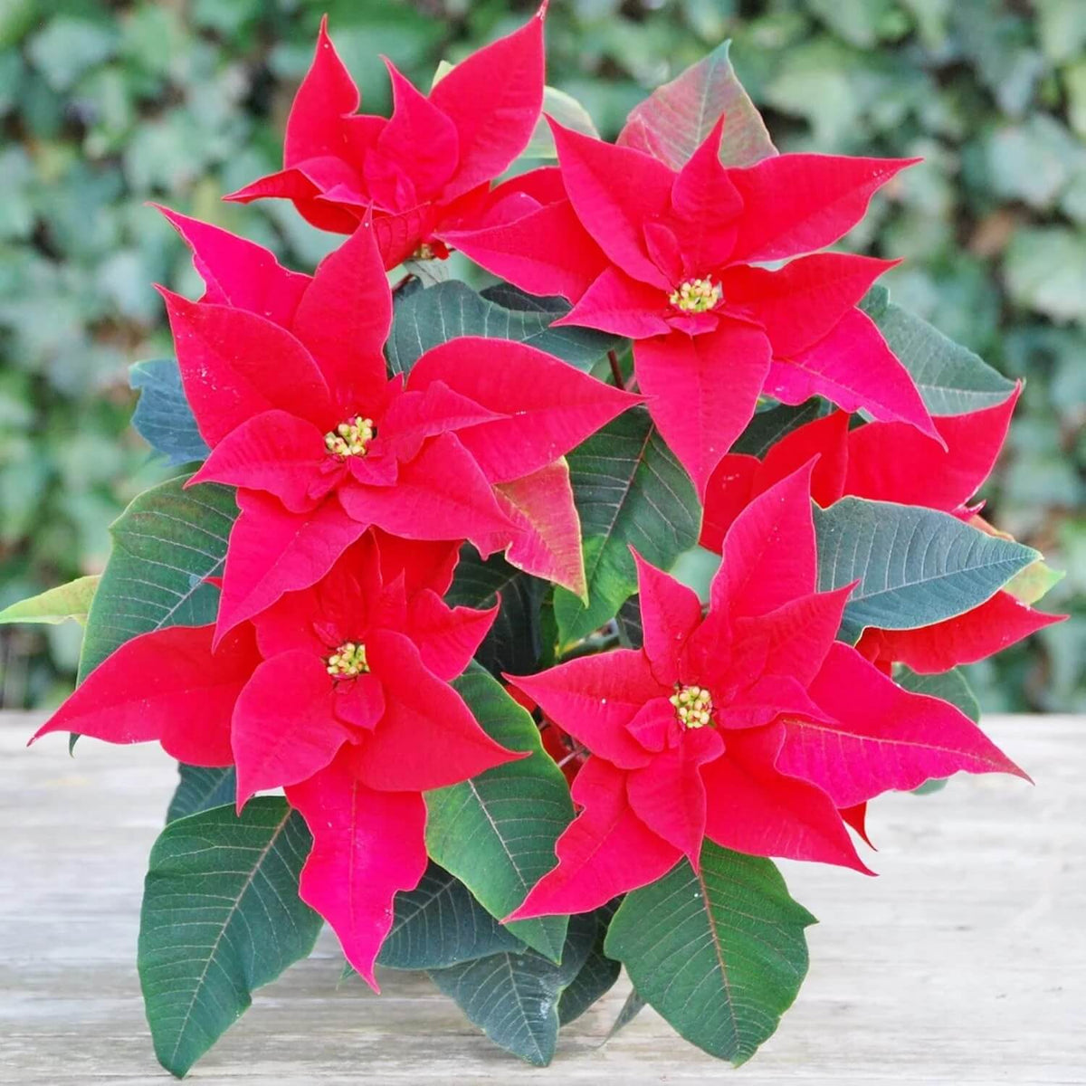 Christmas Star Poinsettia plant