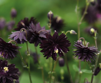 Black Barlow Columbine plant