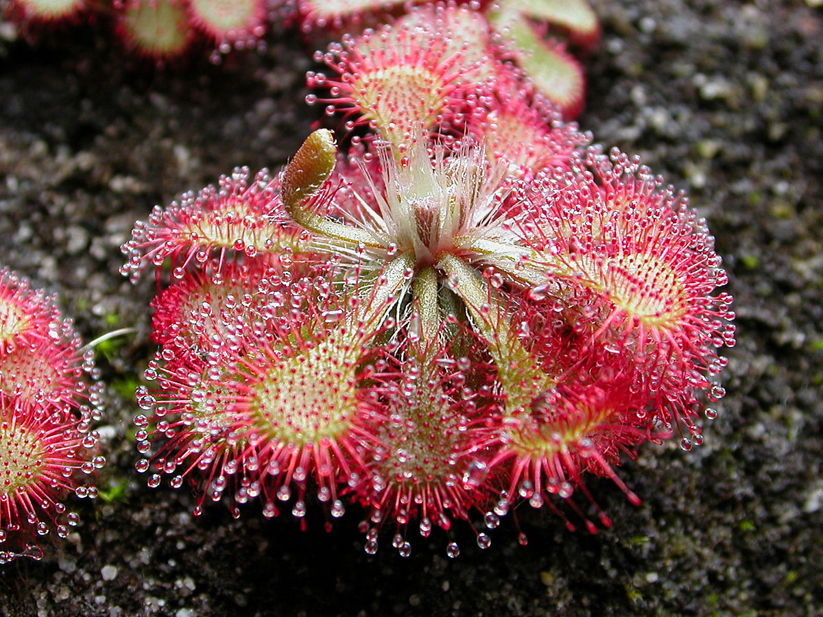 Carnivorous Sundew plant