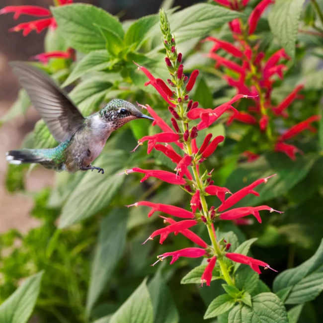 Aromatic Pineapple Sage plant