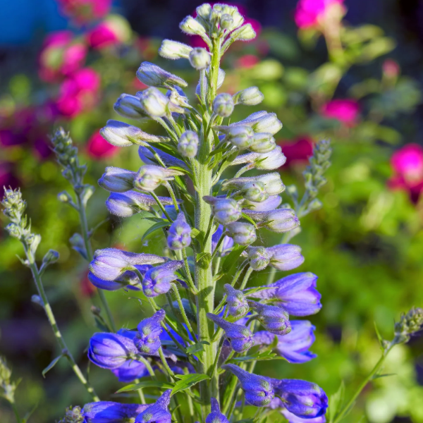 Blue Spire Larkspur plant