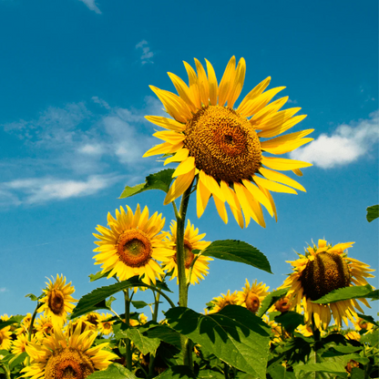 Peredovik Sunflower plant