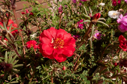Red Portulaca Grandiflora plant