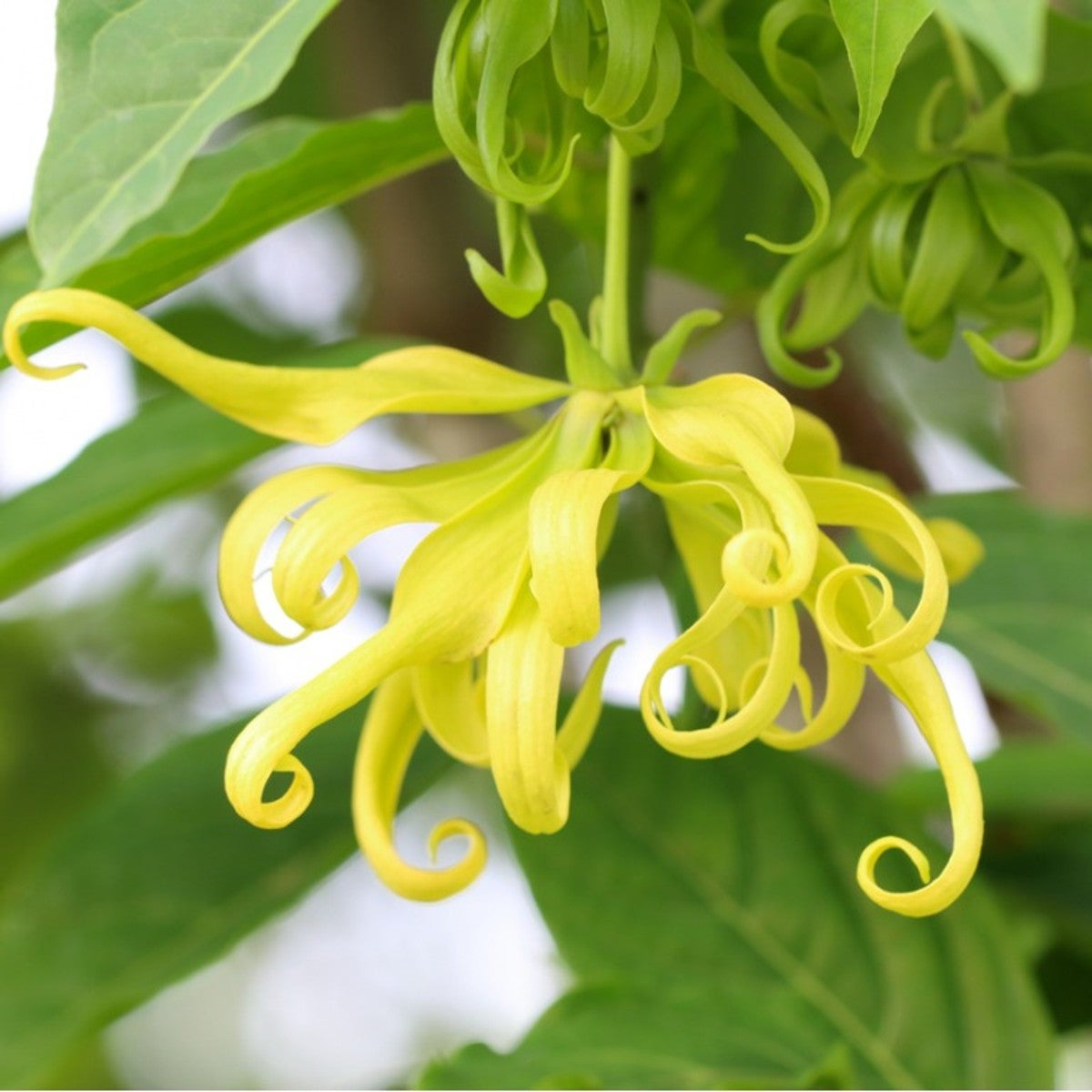 Aromatic Ylang-Ylang plant