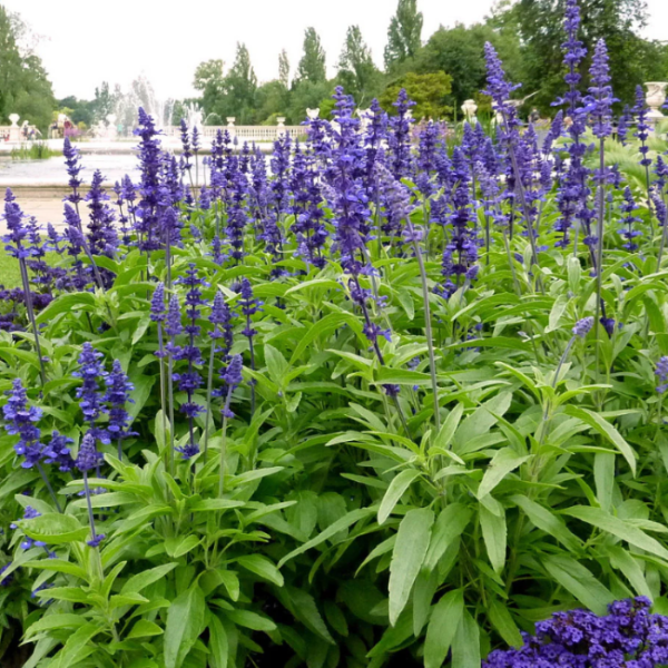 Blue Salvia plant