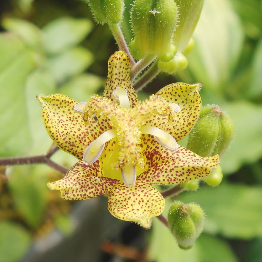Green Brown flower seeds