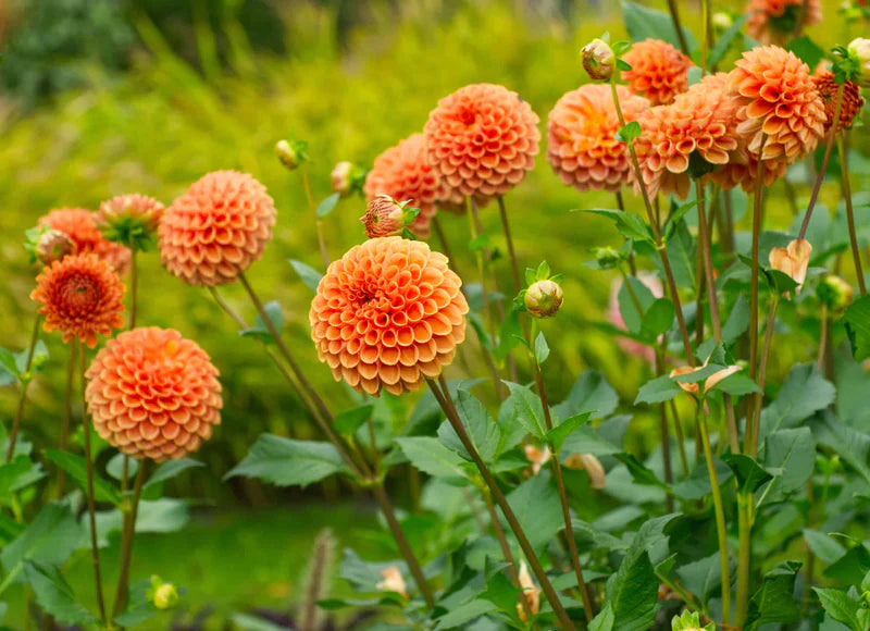Yellow Orange flower seeds