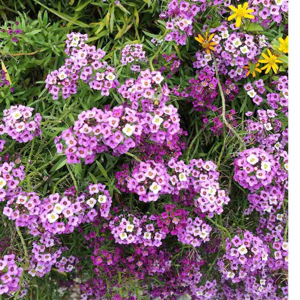 Sweet Alyssum flower seeds