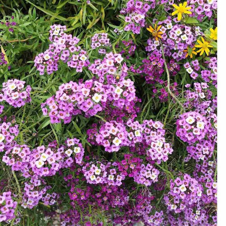 Sweet Alyssum flower seeds