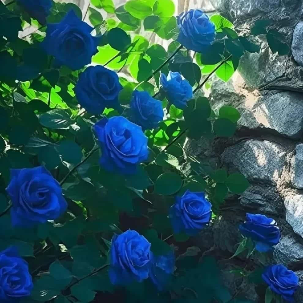 Blue Climbing Rose plant