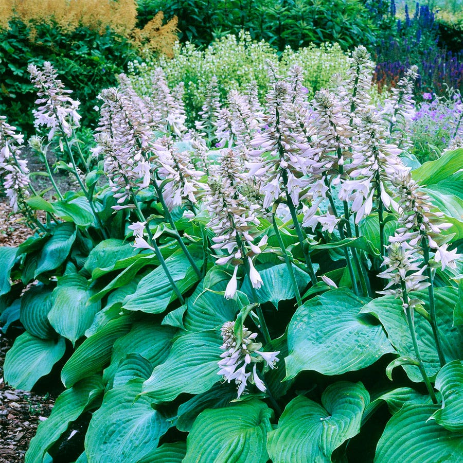 Angel Plantain Lily plant