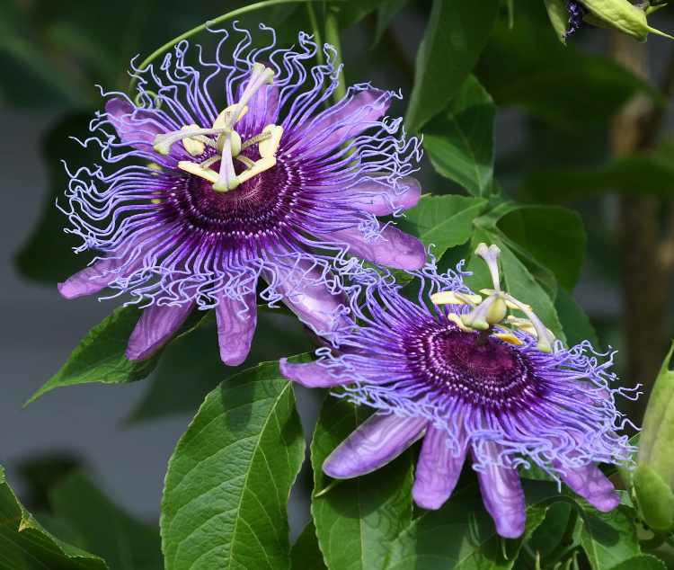 Purple Grandilla Passion plant