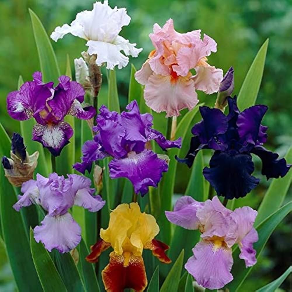Bearded Iris plant