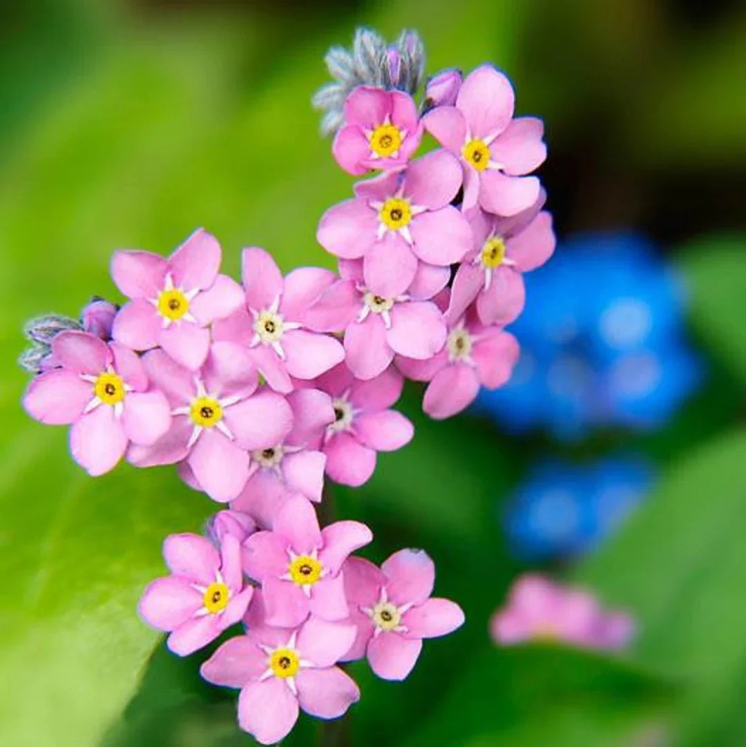 Pink Myosotis flower seeds