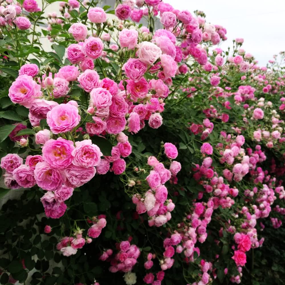 Pink Climbing Rose plant