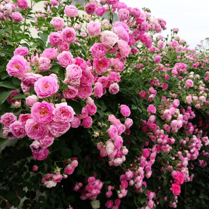 Pink Climbing Rose plant
