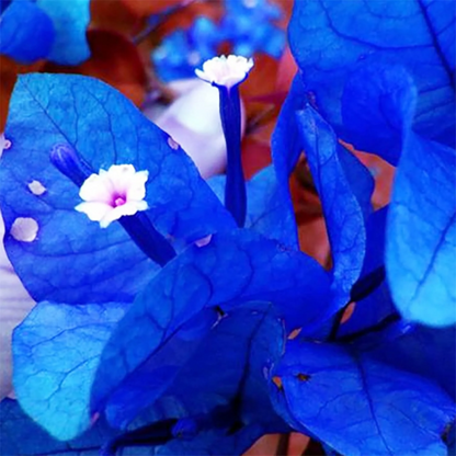 Blue Spectabilis Bougainvillea plant