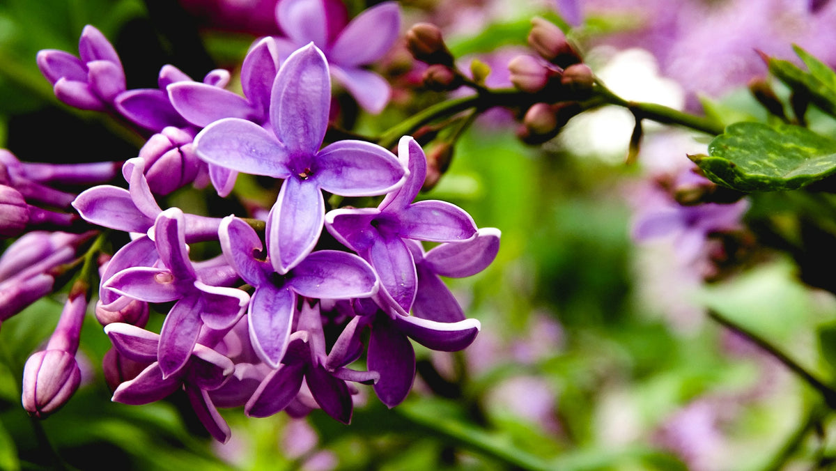 Purple Lilac plant