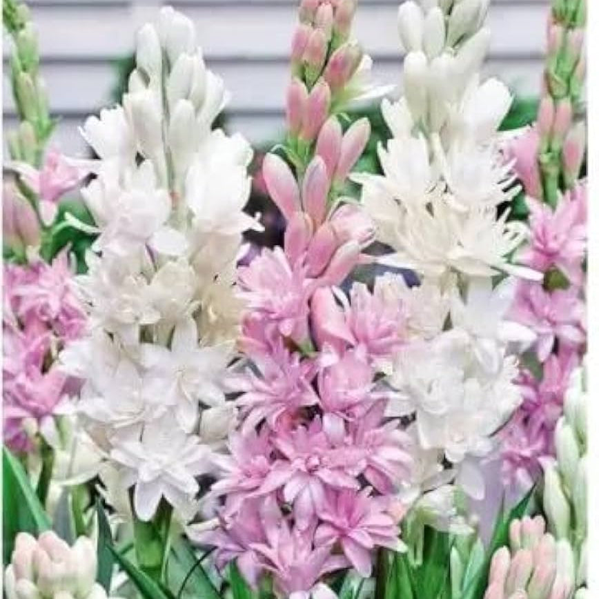 Pink Tuberose plant