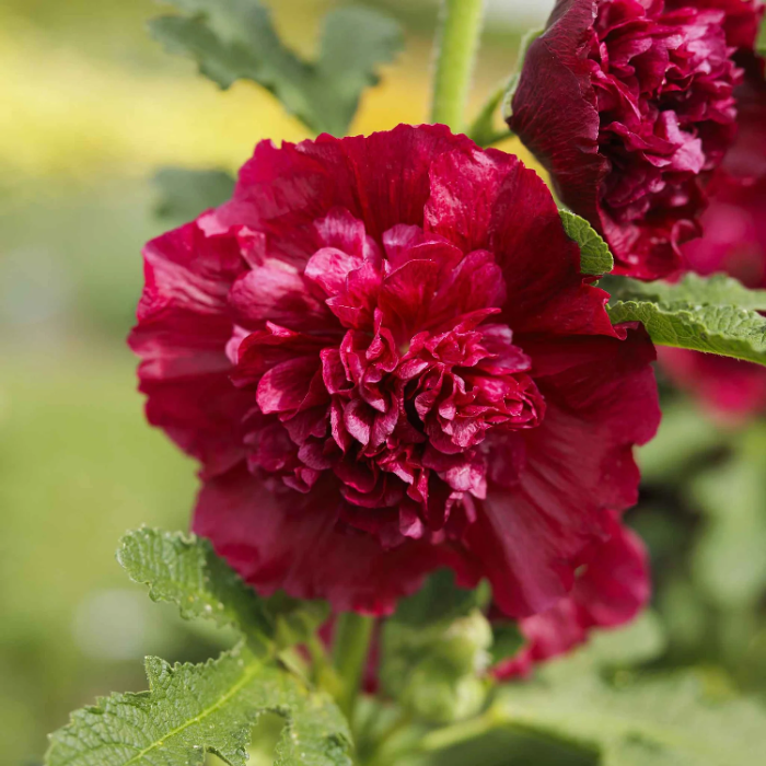 Double Red Hollyhock plant