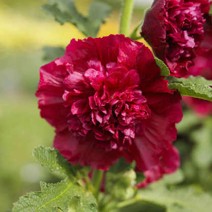 Double Red Hollyhock plant