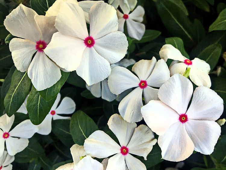 Bright Eyes Periwinkle plant