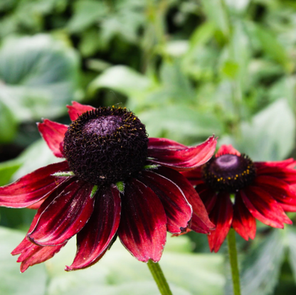 Cherry Brandy Rudbeckia plant