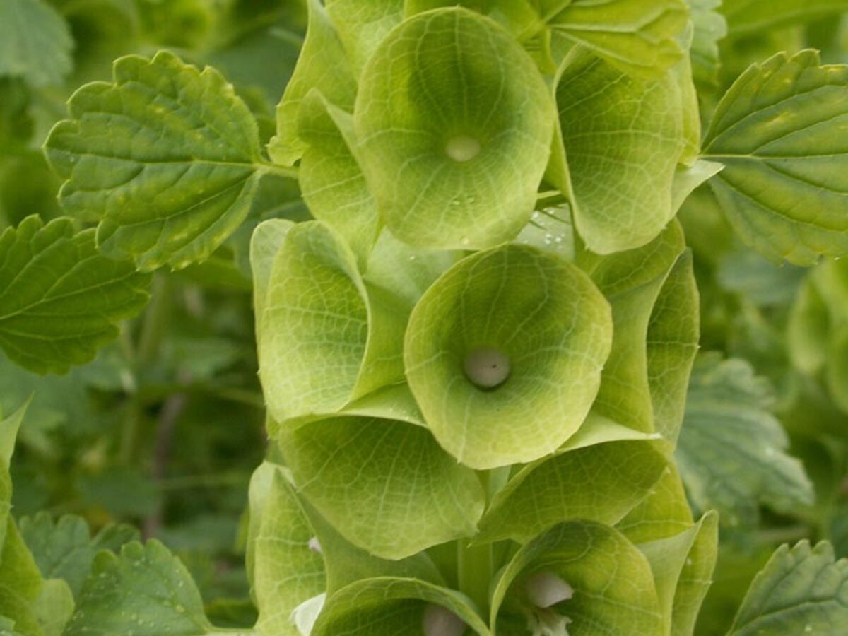 Bells of Ireland plant