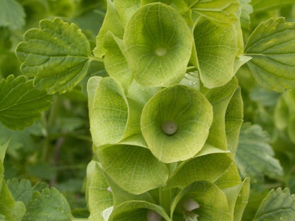 Bells of Ireland plant