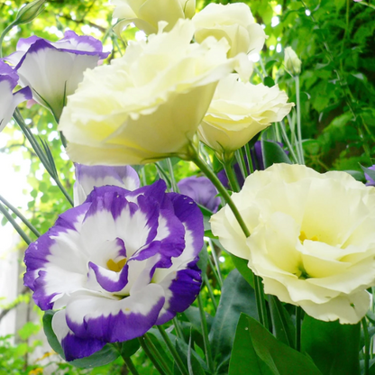 Prairie Gentian Lisianthus plant