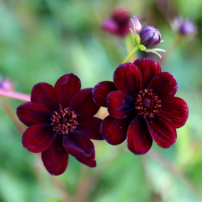Chocolate Cosmos Cosmos plant
