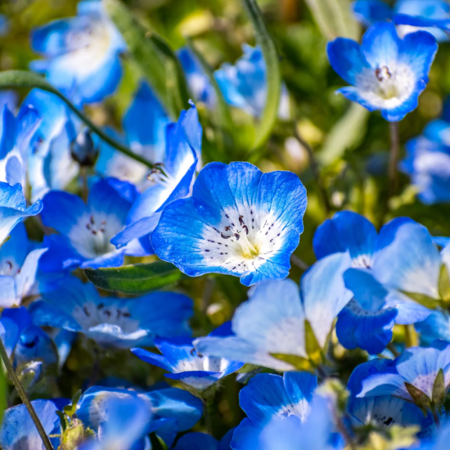 Blue Eyes Nemophila plant