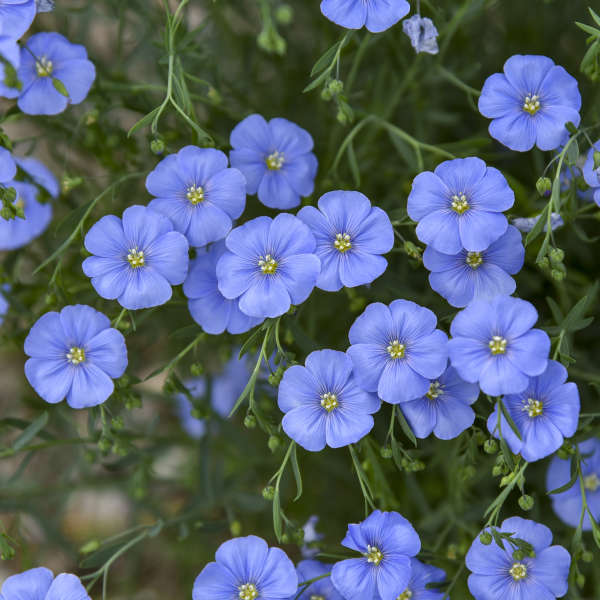 Blue Linum flower seeds