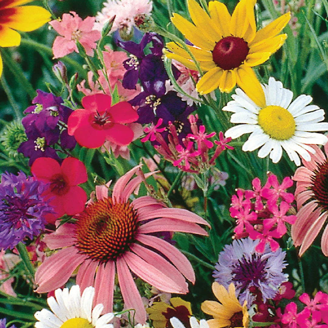 Florific flower seeds