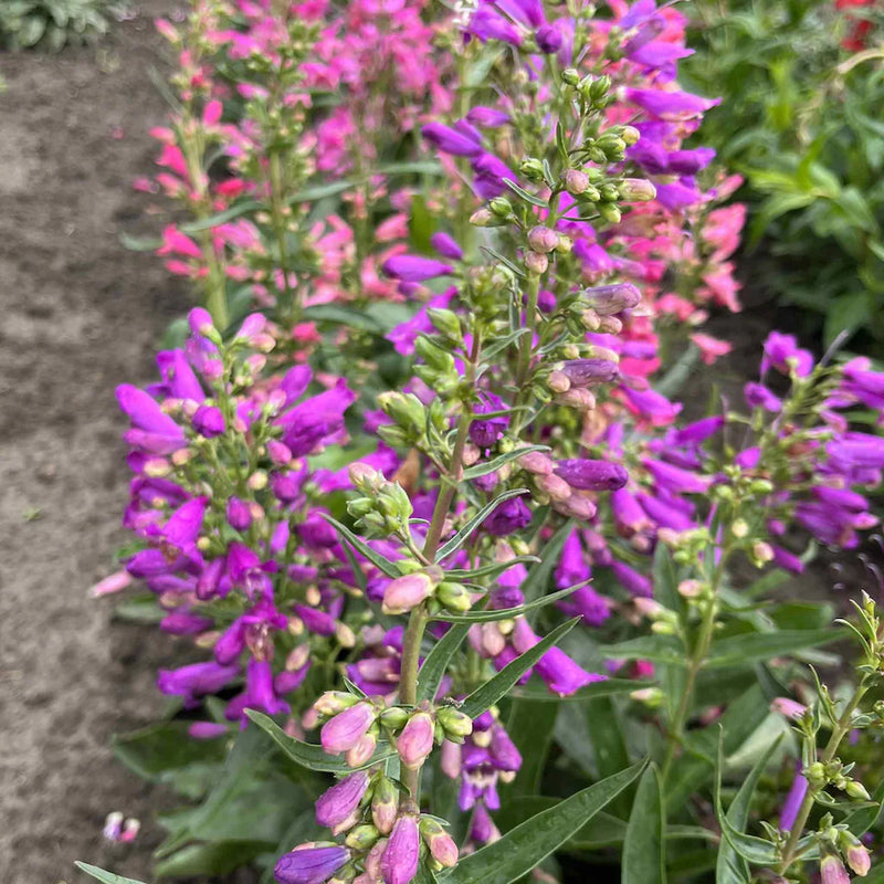 Mixed Penstemon Barbatus Flower Seeds for Planting – Heirloom Non-GMO Garden Seeds
